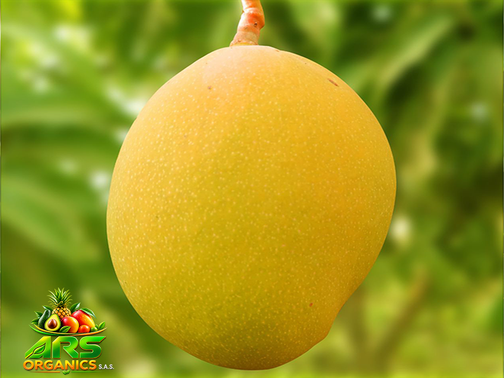 Mango
